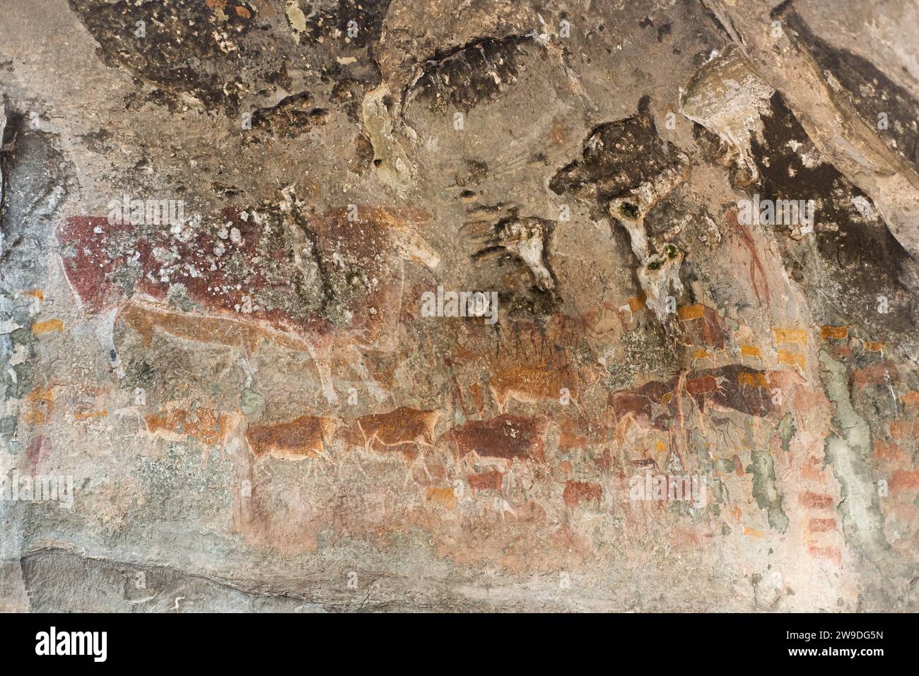 Ha Sekonyela / Lesotho - 30 avril 2023 : anciennes peintures rupestres préservées de bétail dans le Lesotho rural Banque D'Images