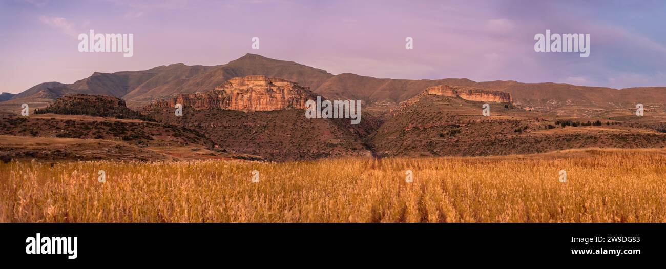 Un champ de cultures au lever du soleil avec en toile de fond les montagnes du Lesotho Banque D'Images