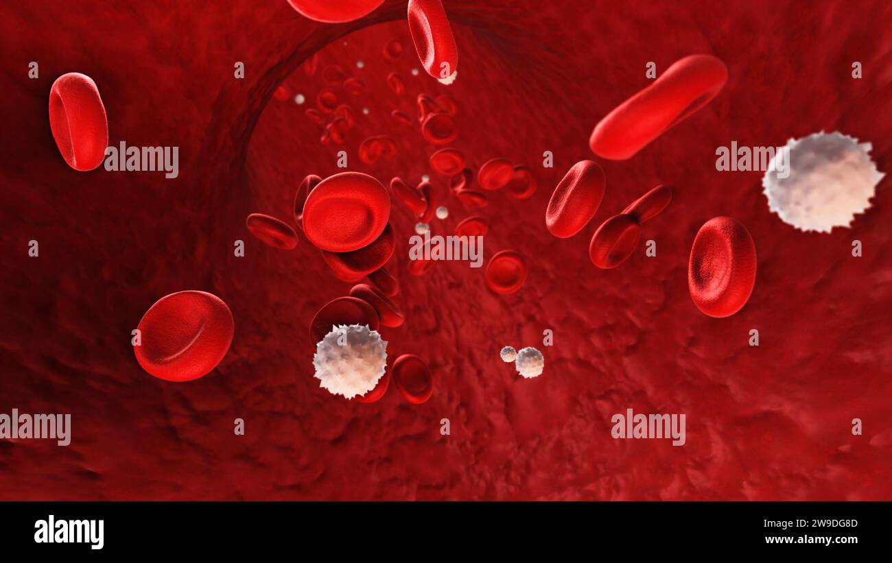 Les globules rouges et les globules blancs circulent dans le vaisseau sanguin Banque D'Images