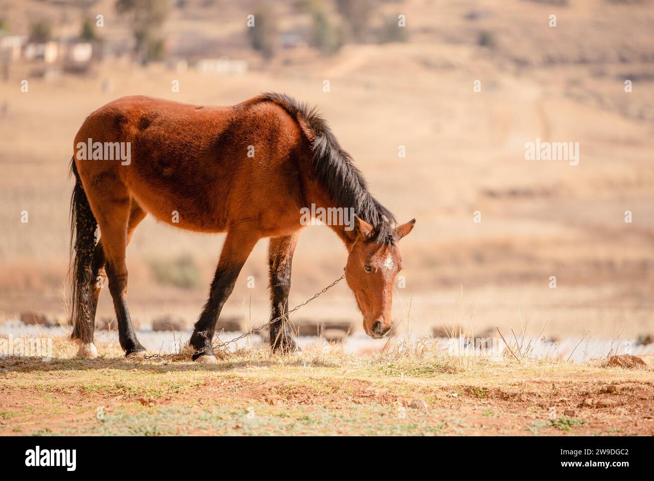 Un cheval brun attaché paissant dans un village reculé du Lesotho, en Afrique Banque D'Images