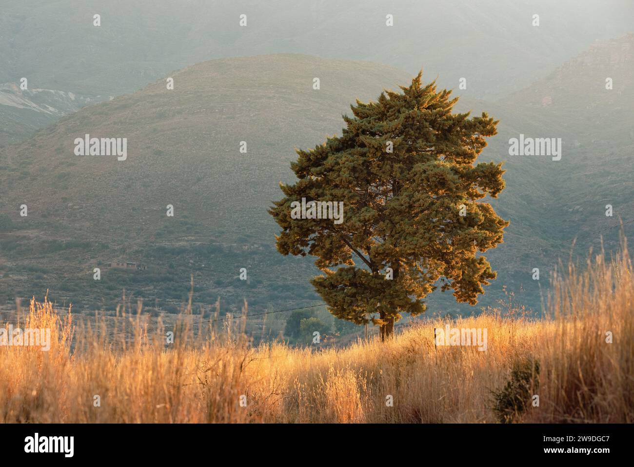 Un arbre solitaire avec des montagnes en arrière-plan attrape la lumière matinale au Lesotho Banque D'Images