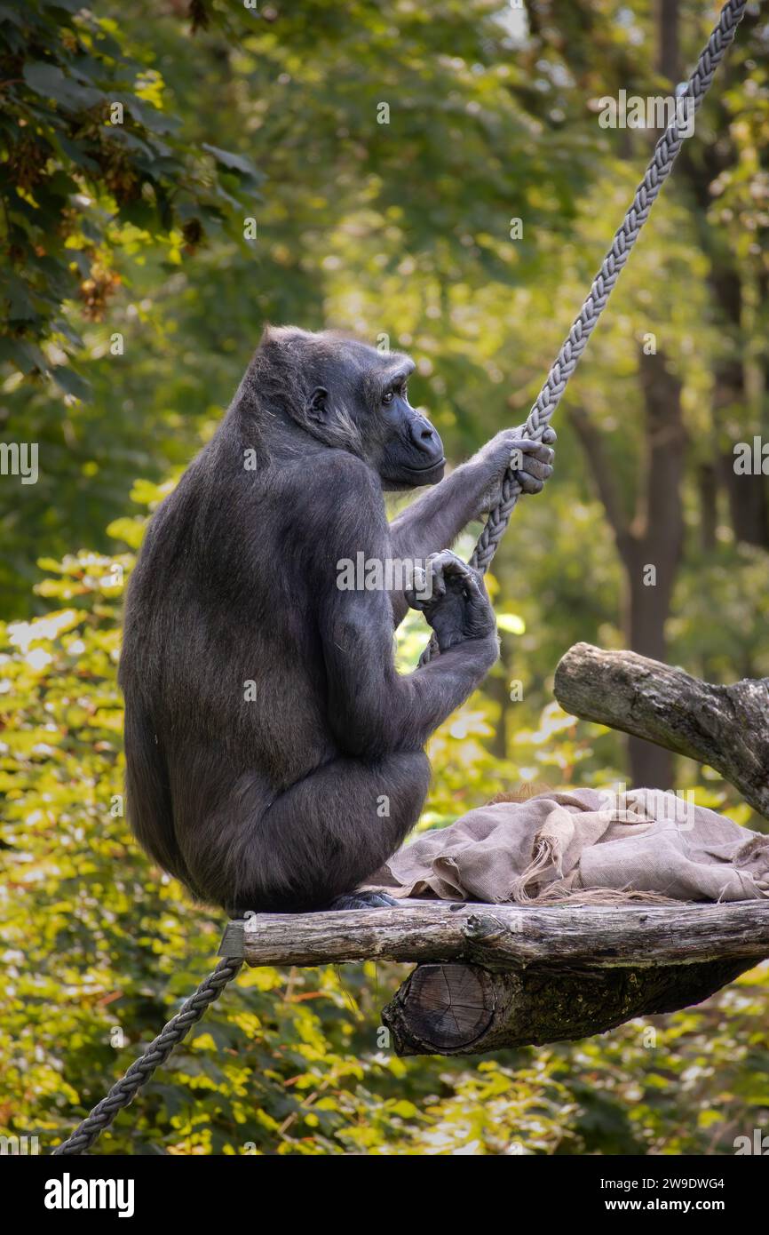 Portrait de Western Lowland Gorilla assis dans le zoo. Corde de retenue d'animaux en voie de disparition dans le jardin zoologique. Banque D'Images Portrait de Western Lowland Gorilla assis dans le zoo. Corde de retenue d'animaux en voie de disparition dans le jardin zoologique. Banque D'Images