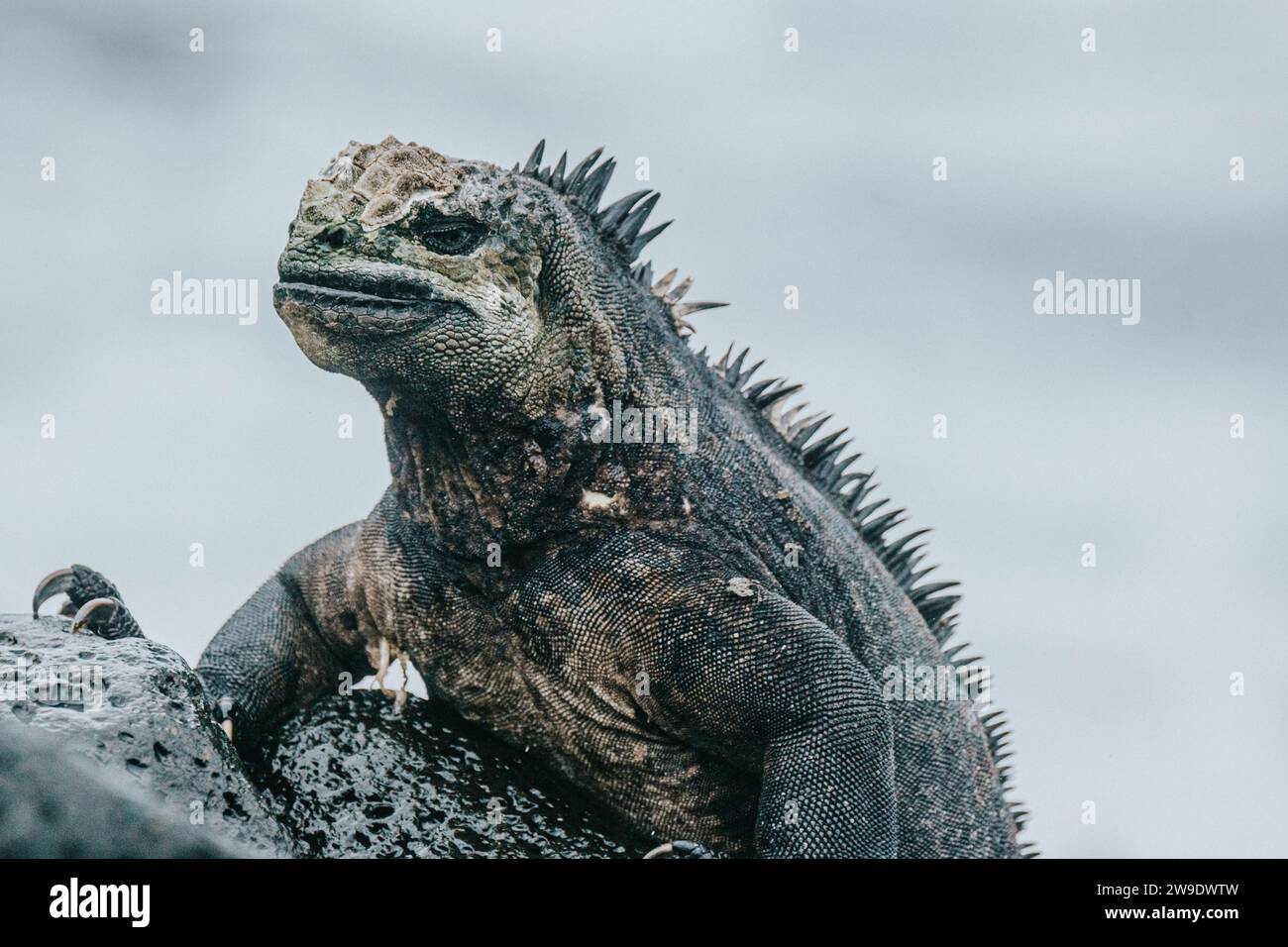 Iguane marin dans les îles Galapagos, Équateur Banque D'Images
