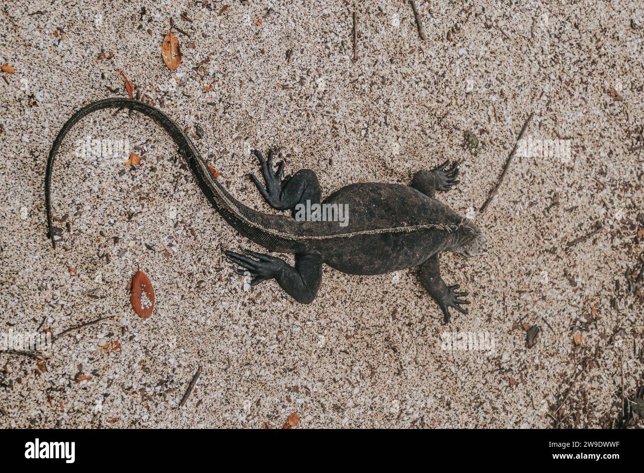 Iguane marin dans les îles Galapagos, Équateur Banque D'Images