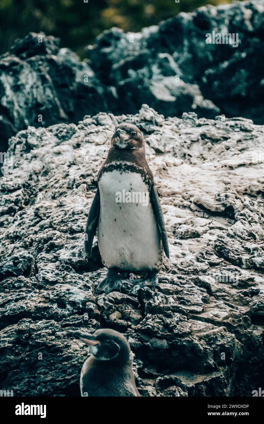 Pingouins des Galapagos debout sur un terrain rocheux à Tintoreras, Isla Isabela, dans les îles Galapagos, Équateur Banque D'Images