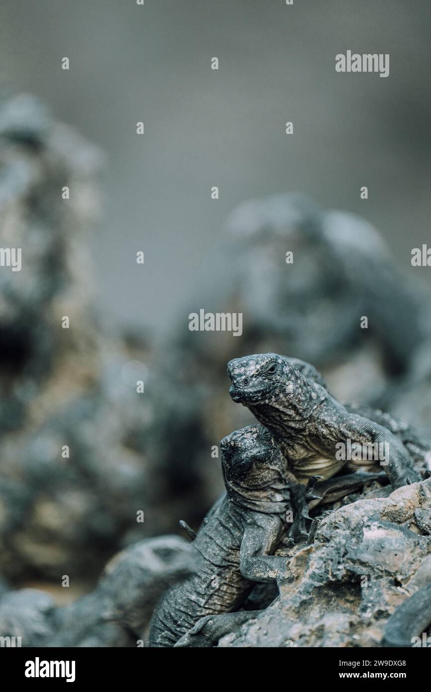 Iguane marin dans les îles Galapagos, Équateur Banque D'Images