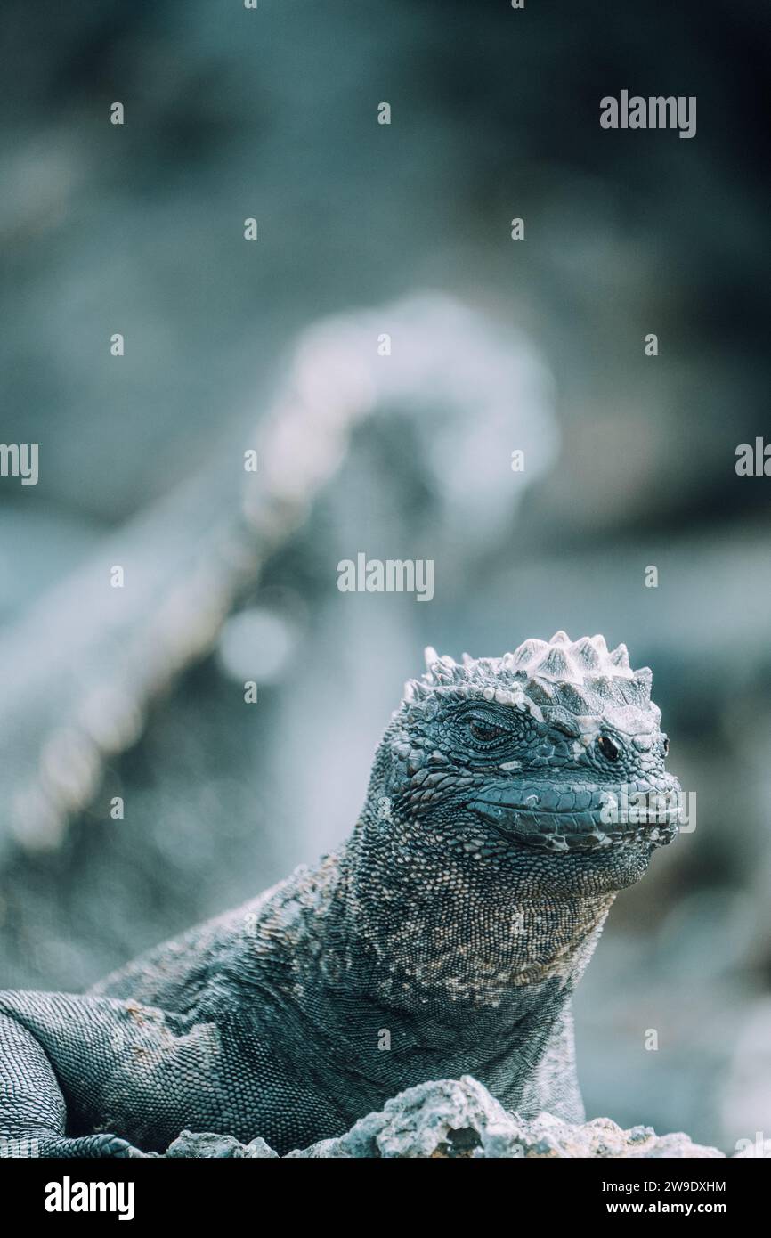 Iguane marin dans les îles Galapagos, Équateur Banque D'Images