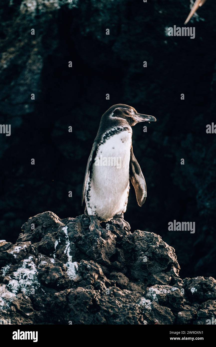 Pingouins des Galapagos debout sur un terrain rocheux à Tintoreras, Isla Isabela, dans les îles Galapagos, Équateur Banque D'Images