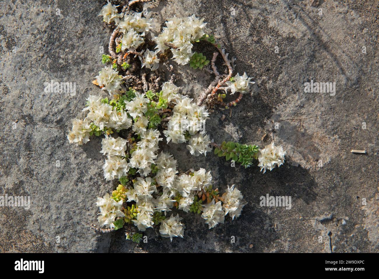 Nailwort, paronychia kapela, petites fleurs blanches poussant sur un rocher Banque D'Images