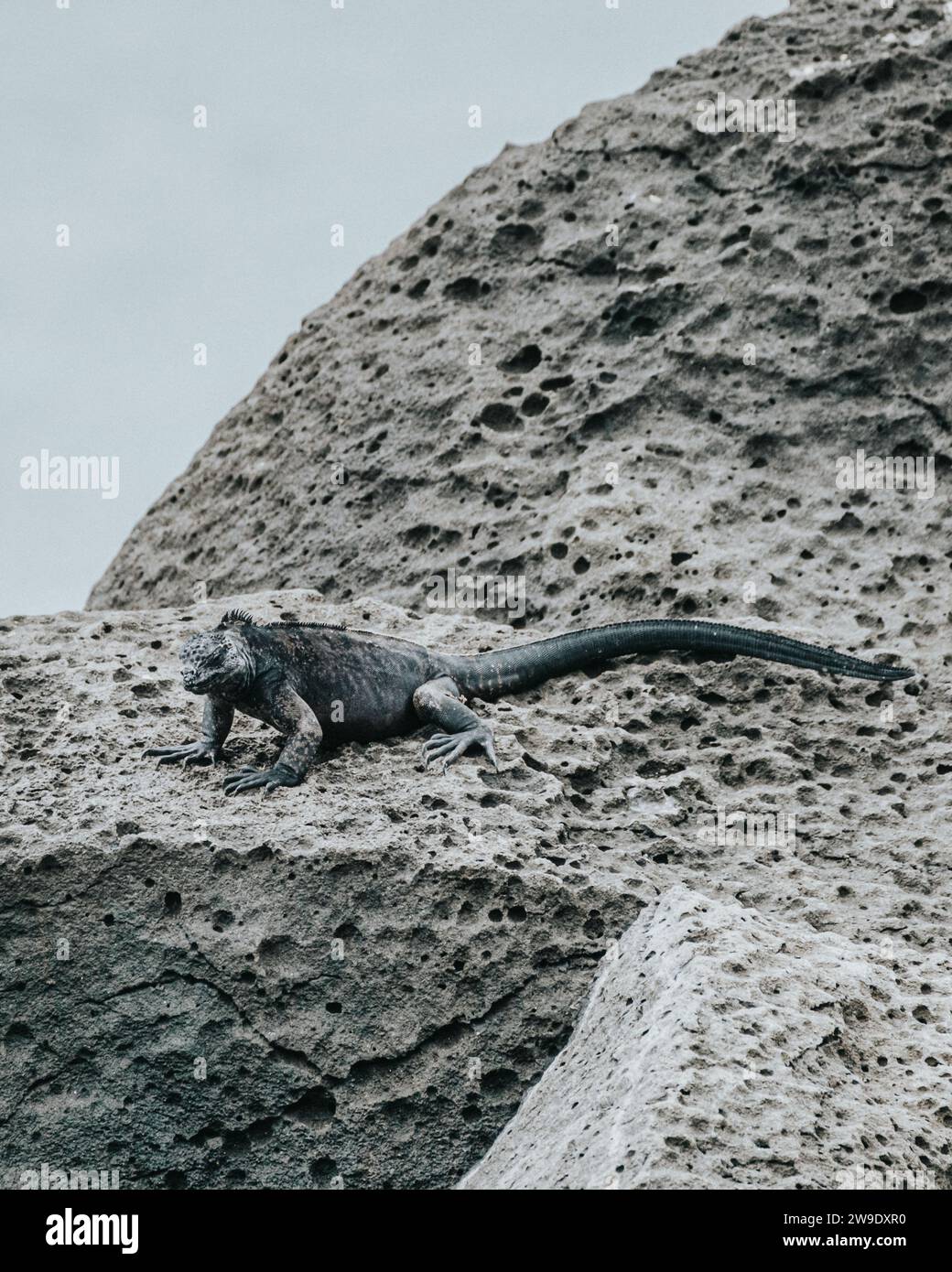 Iguane marin dans les îles Galapagos, Équateur Banque D'Images