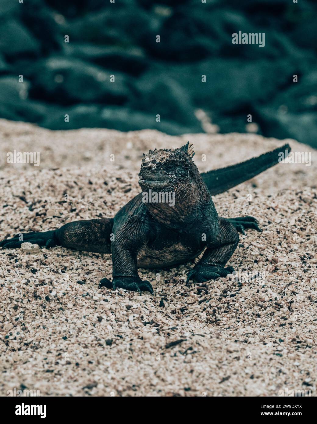 Iguane marin dans les îles Galapagos, Équateur Banque D'Images