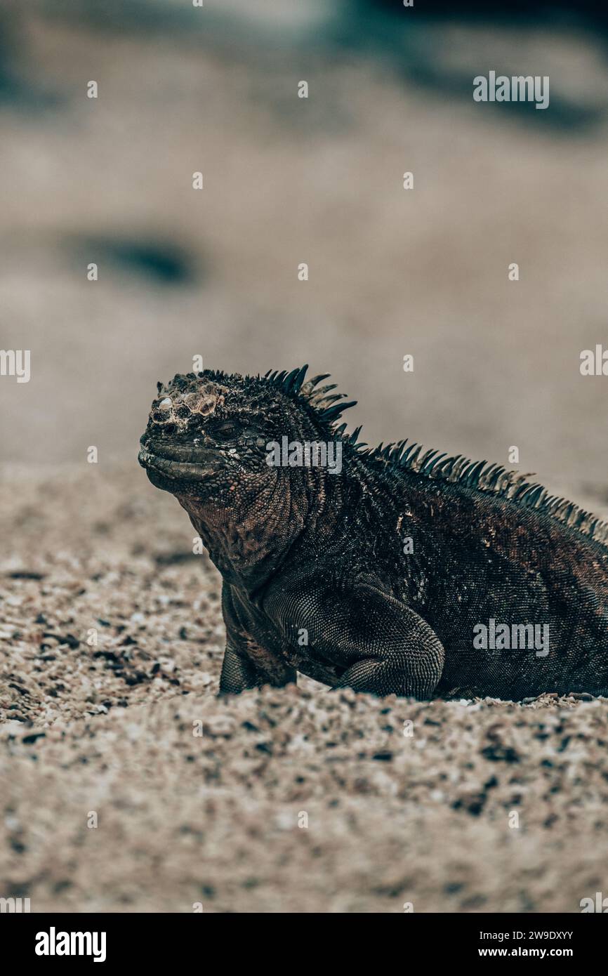 Iguane marin dans les îles Galapagos, Équateur Banque D'Images