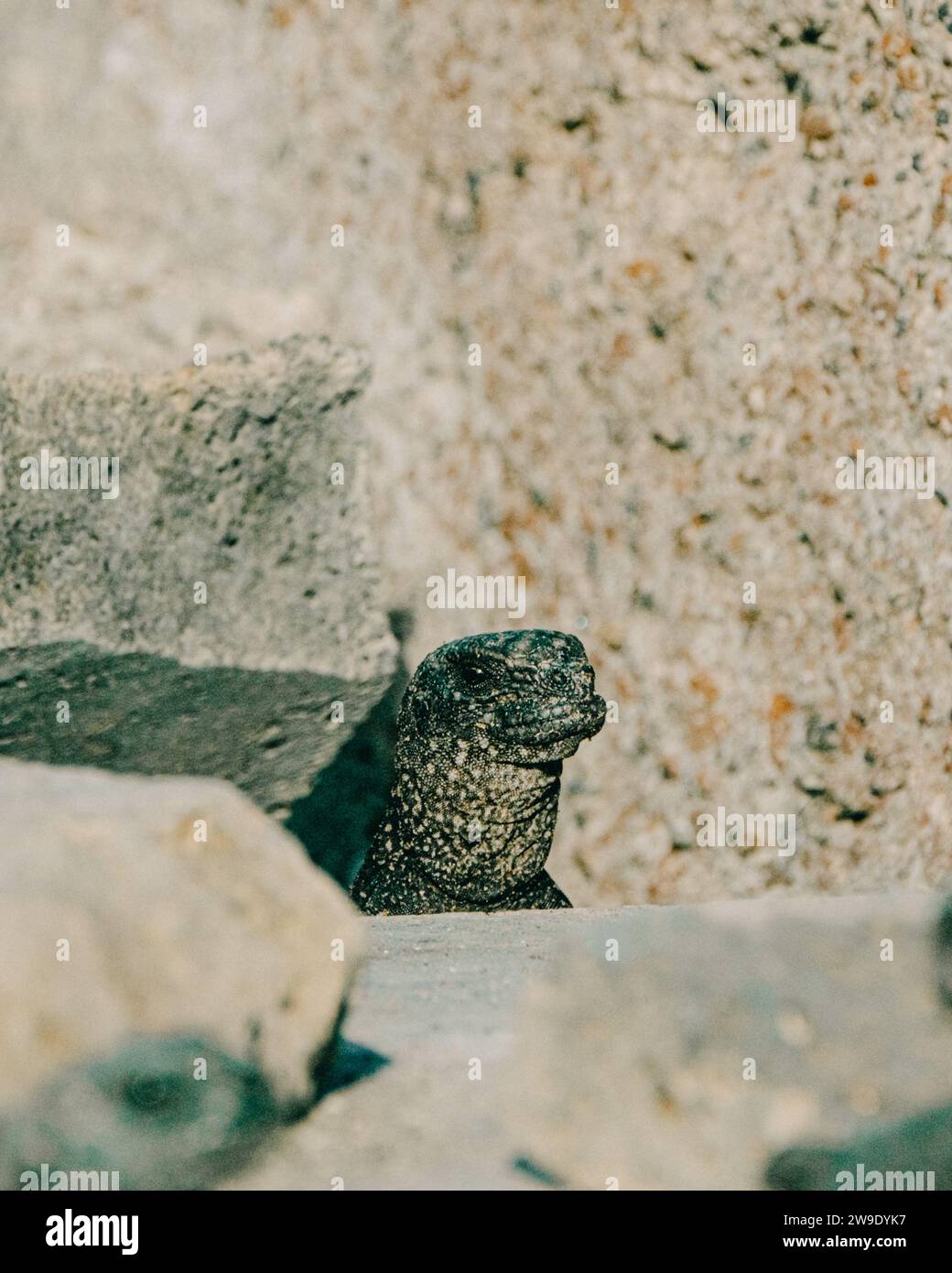 Iguane marin dans les îles Galapagos, Équateur Banque D'Images