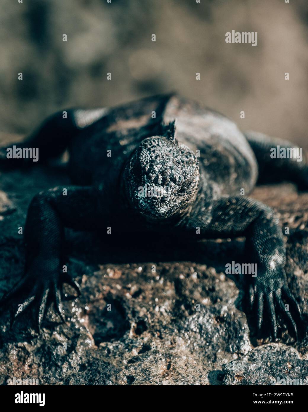 Iguane marin dans les îles Galapagos, Équateur Banque D'Images