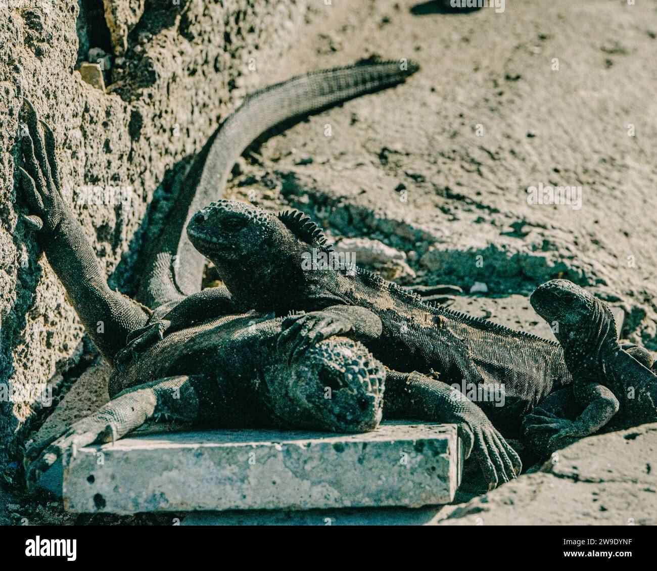 Iguane marin dans les îles Galapagos, Équateur Banque D'Images
