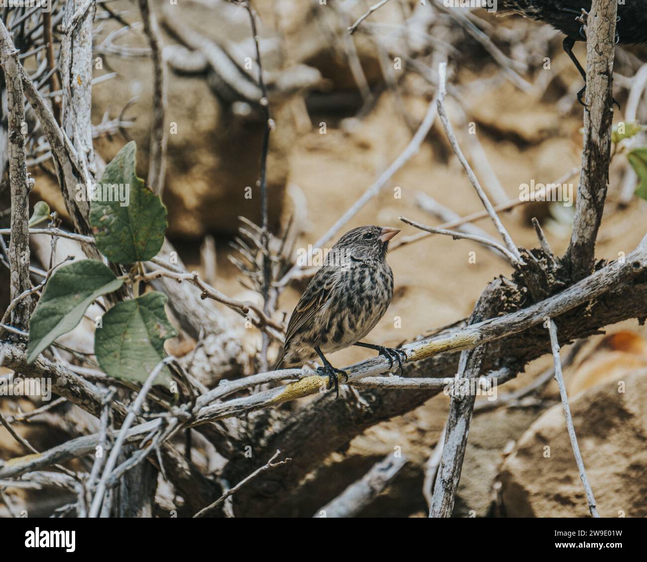Gros plan d'un Finch des Galapagos perché sur une branche dans les îles Galapagos, Équateur Banque D'Images