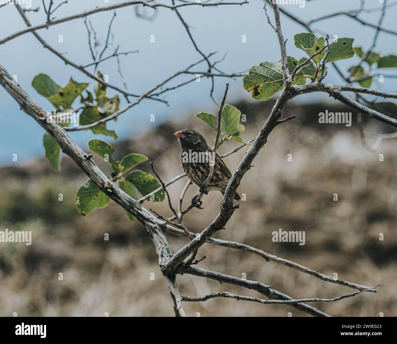 Gros plan d'un Finch des Galapagos perché sur une branche dans les îles Galapagos, Équateur Banque D'Images