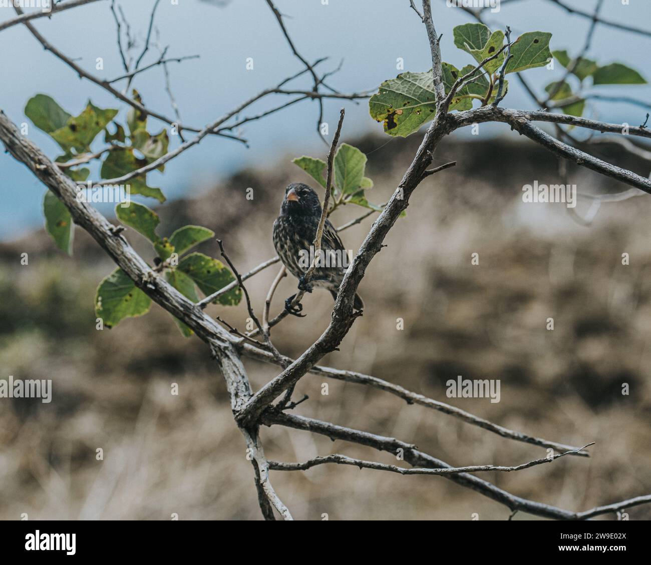 Gros plan d'un Finch des Galapagos perché sur une branche dans les îles Galapagos, Équateur Banque D'Images