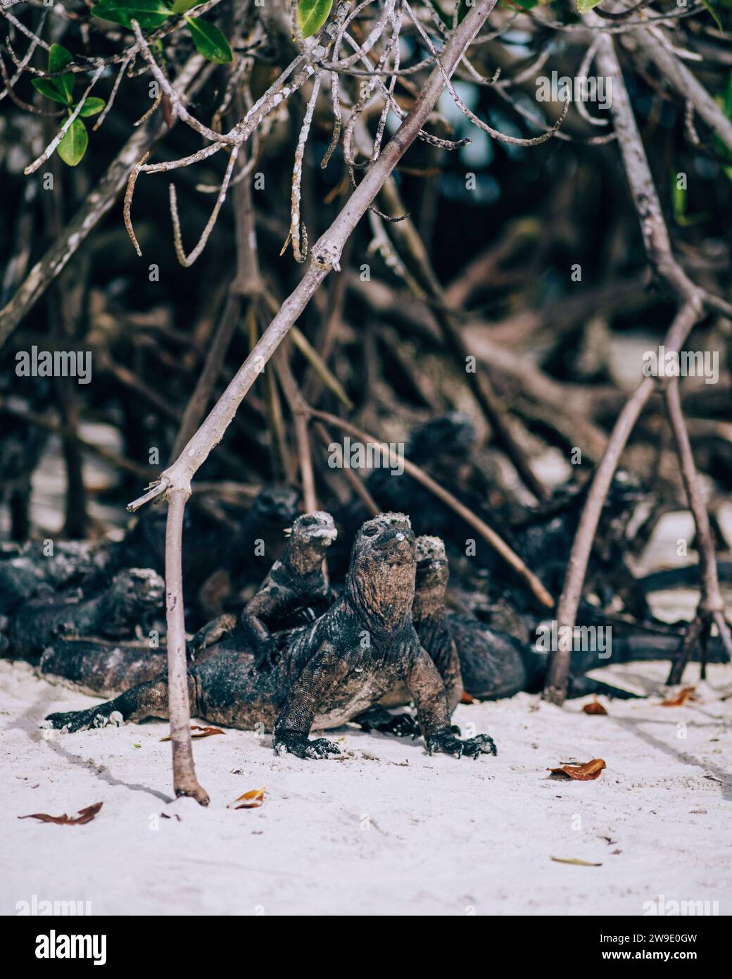 Iguane marin dans les îles Galapagos, Équateur Banque D'Images