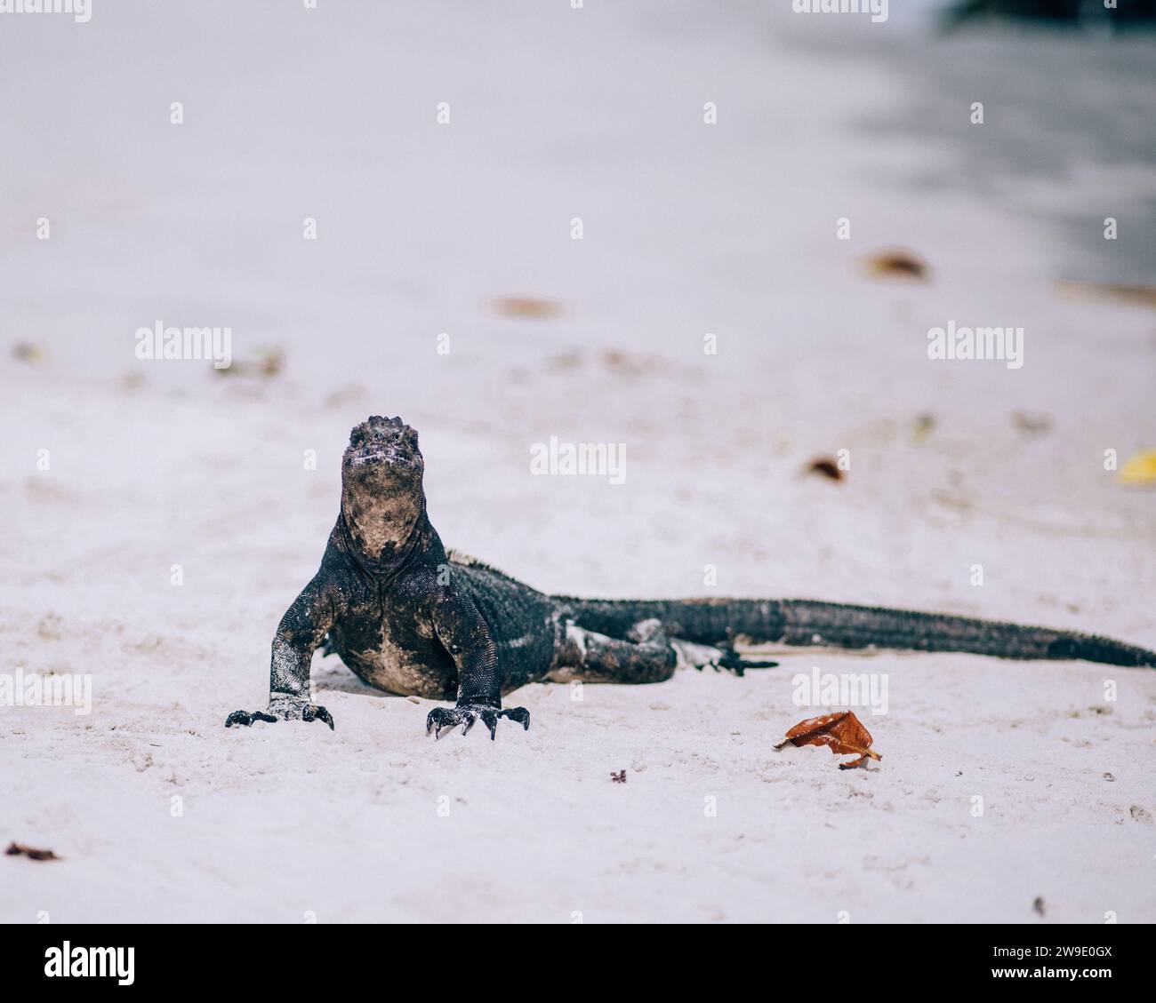 Iguane marin dans les îles Galapagos, Équateur Banque D'Images