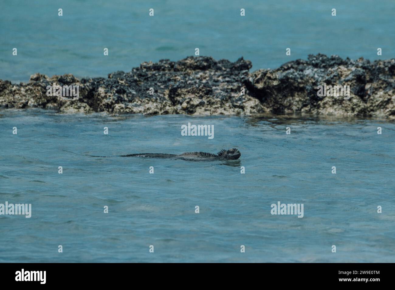 Iguane marin dans les îles Galapagos, Équateur Banque D'Images