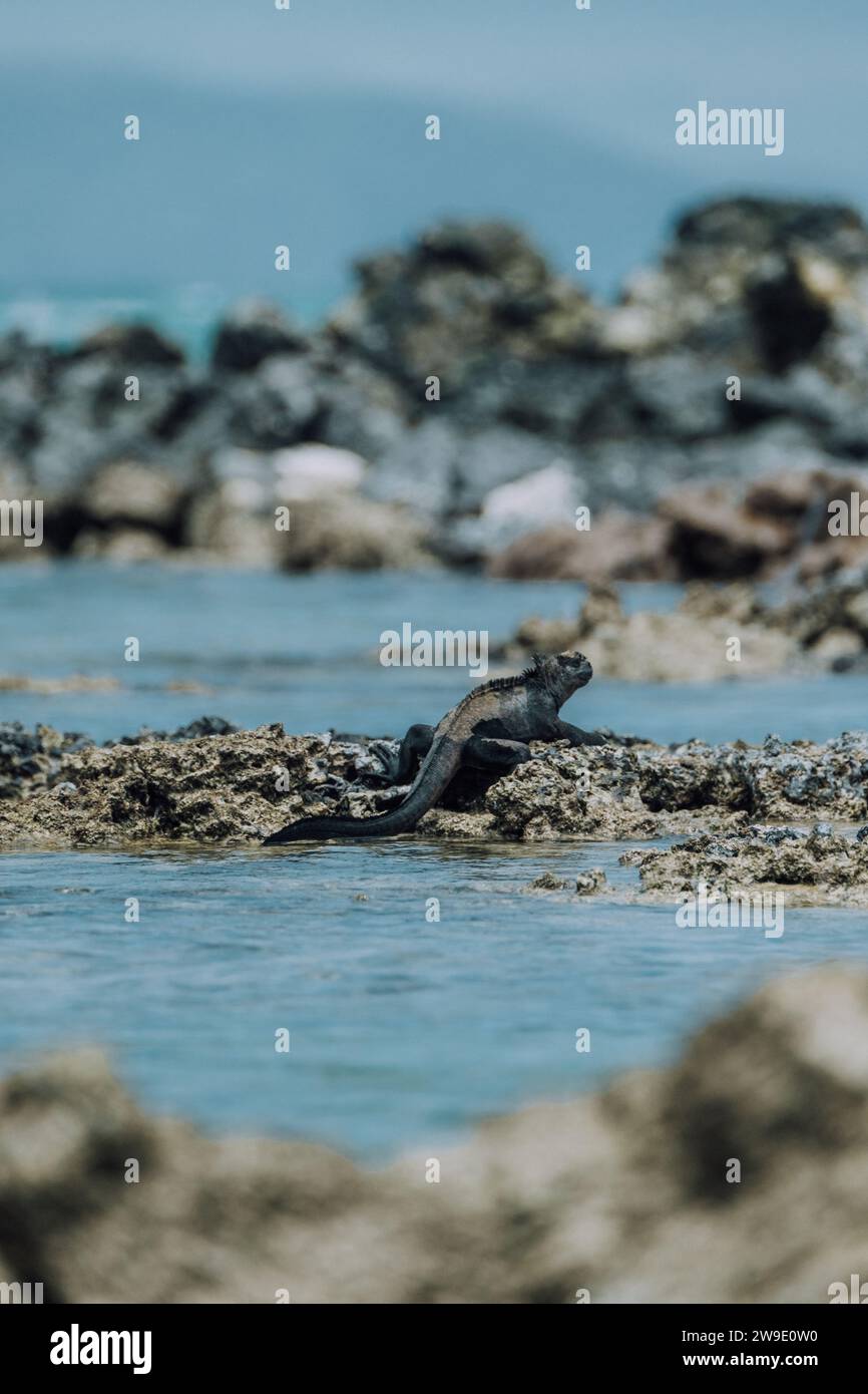 Iguane marin dans les îles Galapagos, Équateur Banque D'Images