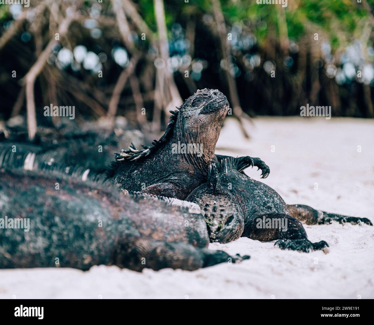 Iguane marin dans les îles Galapagos, Équateur Banque D'Images