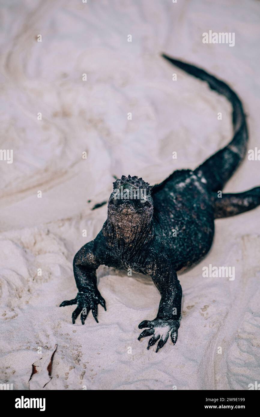 Iguane marin dans les îles Galapagos, Équateur Banque D'Images