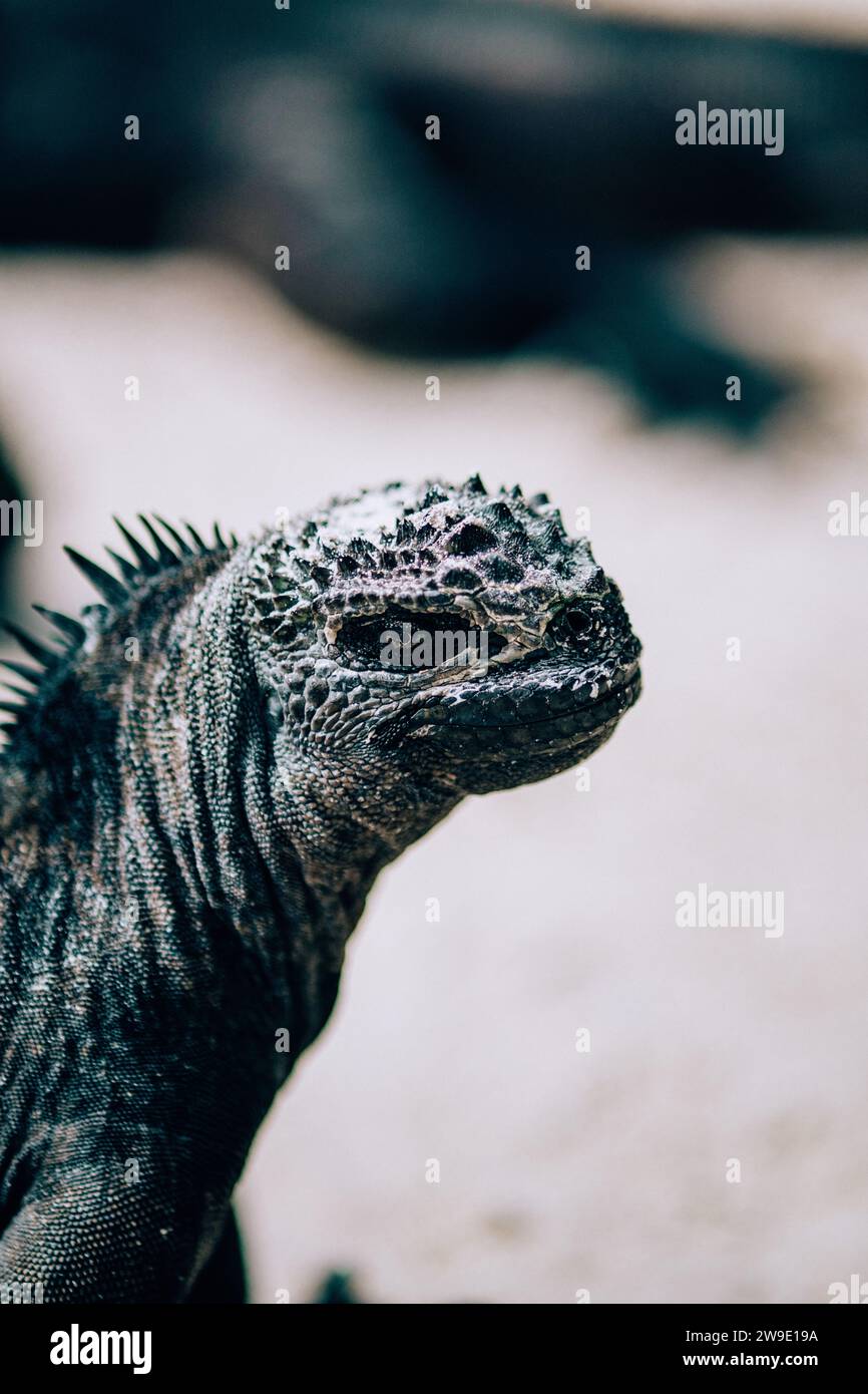 Iguane marin dans les îles Galapagos, Équateur Banque D'Images
