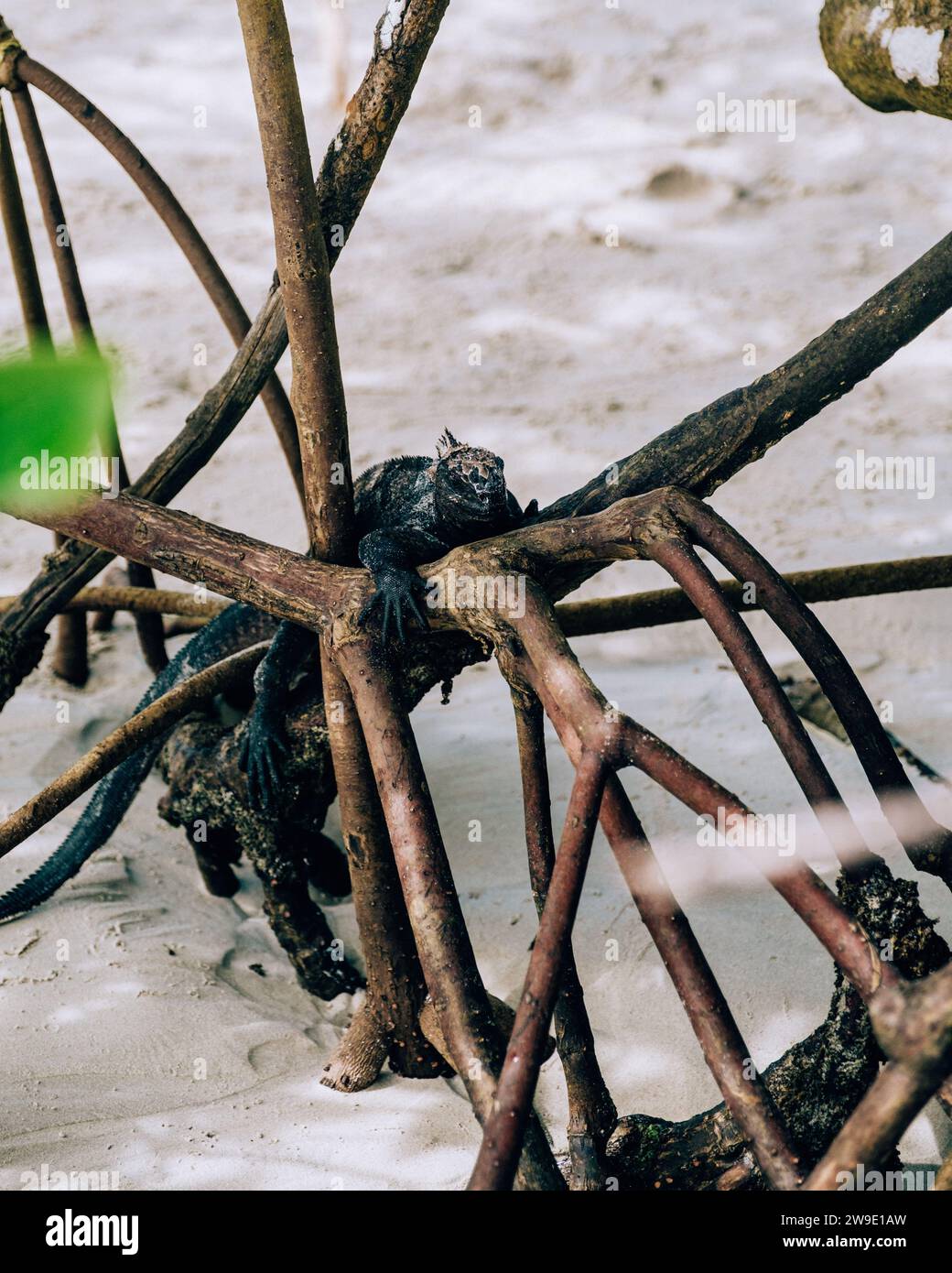 Iguane marin dans les îles Galapagos, Équateur Banque D'Images