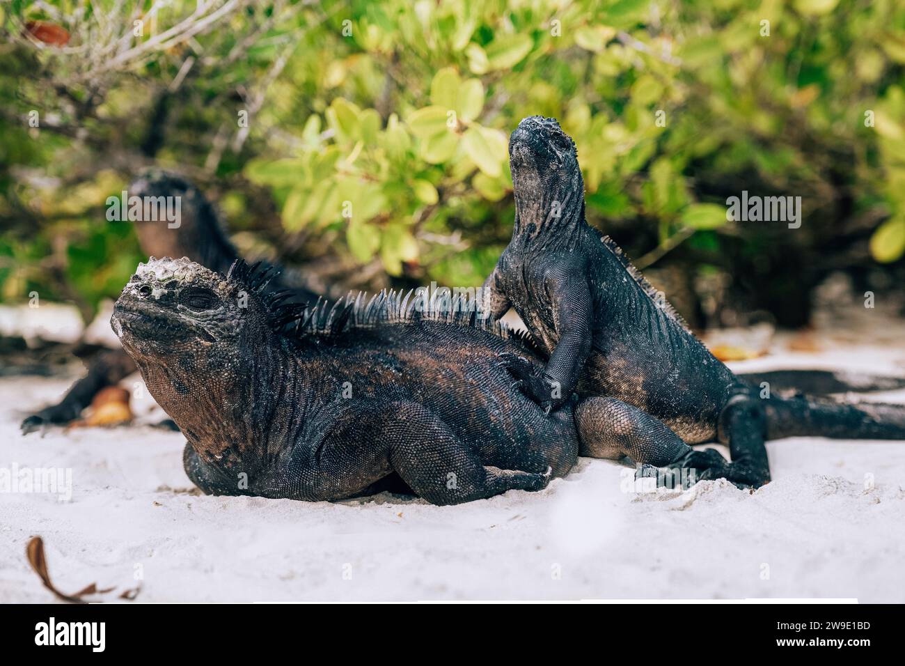 Iguane marin dans les îles Galapagos, Équateur Banque D'Images