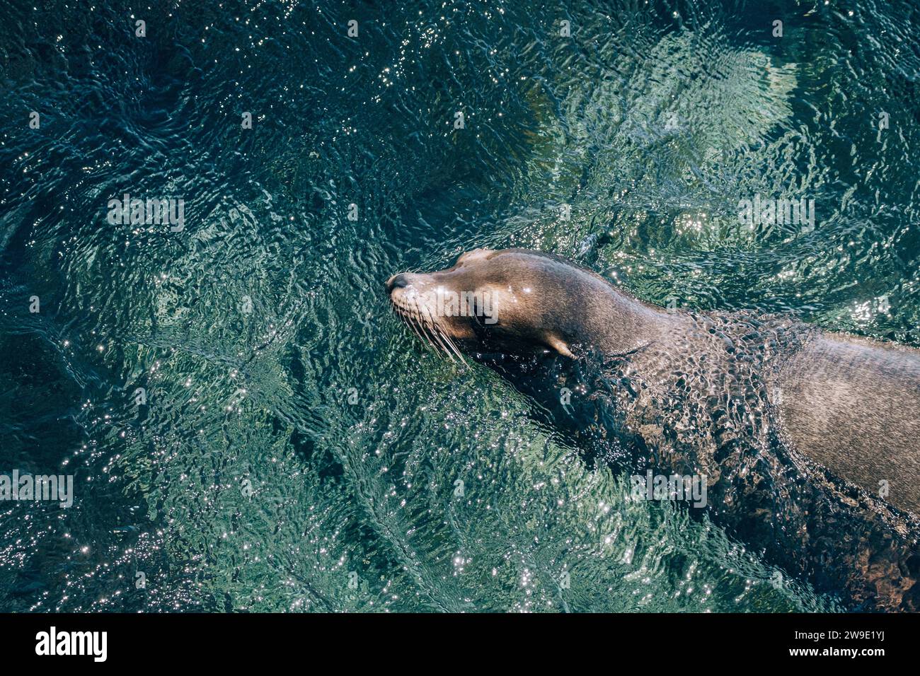 Lion de mer des Galapagos, îles Galapagos, San Cristobal Banque D'Images