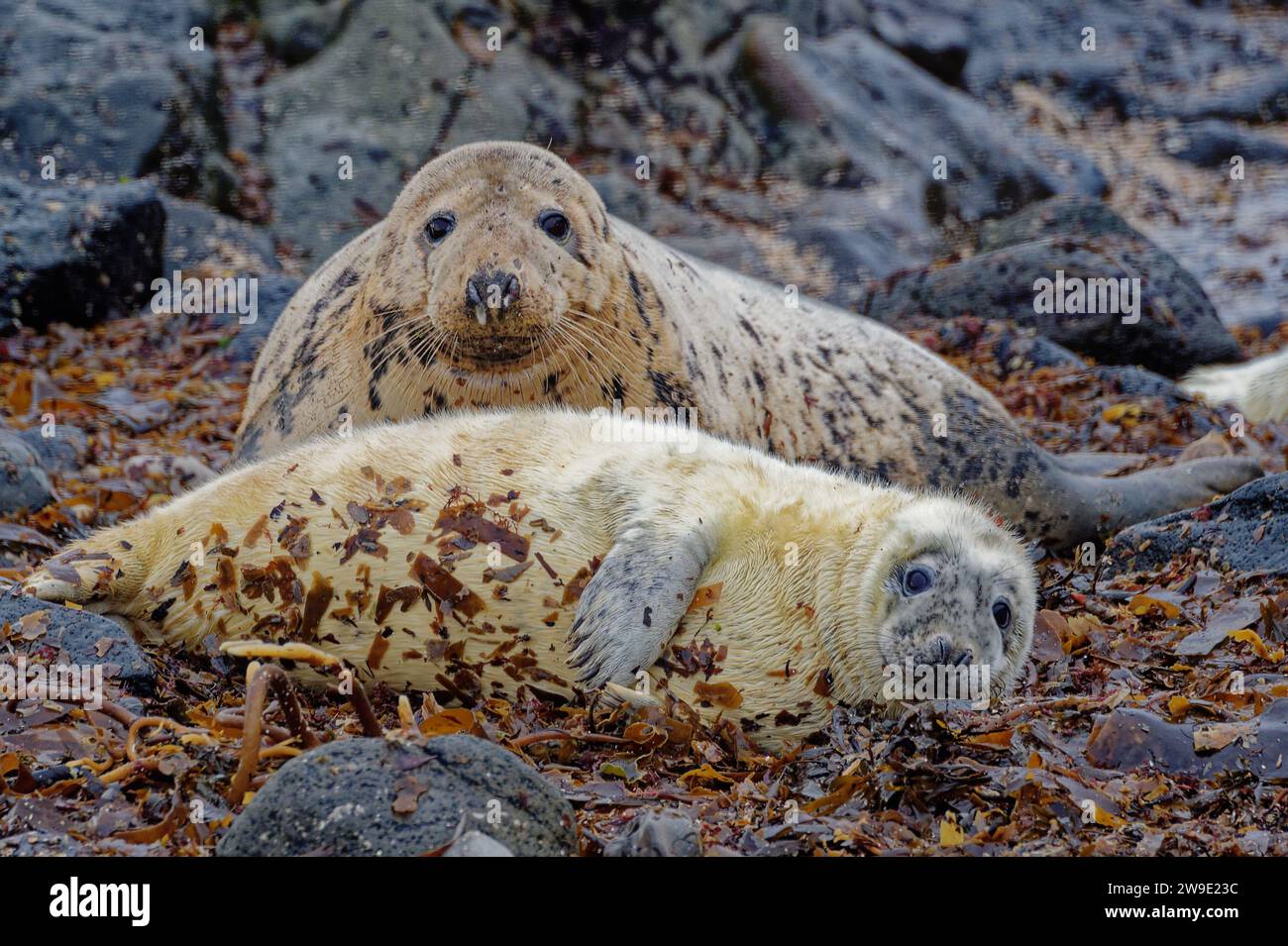 Phoque gris (Halichoerus grypus) femelle avec chiot sur la plage de galets. Banque D'Images