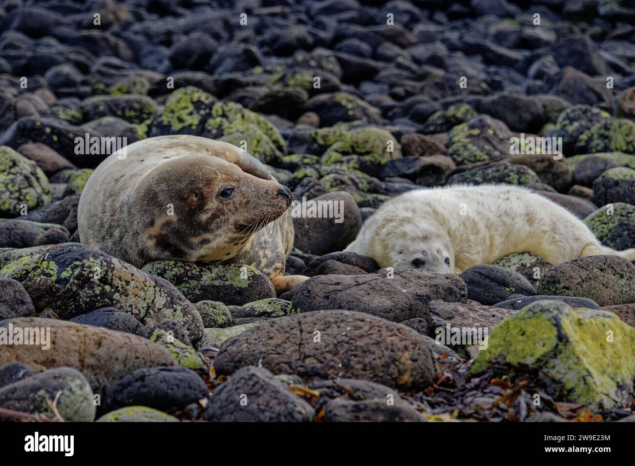 Phoque gris (Halichoerus grypus) femelle avec chiot sur la plage de galets. Banque D'Images