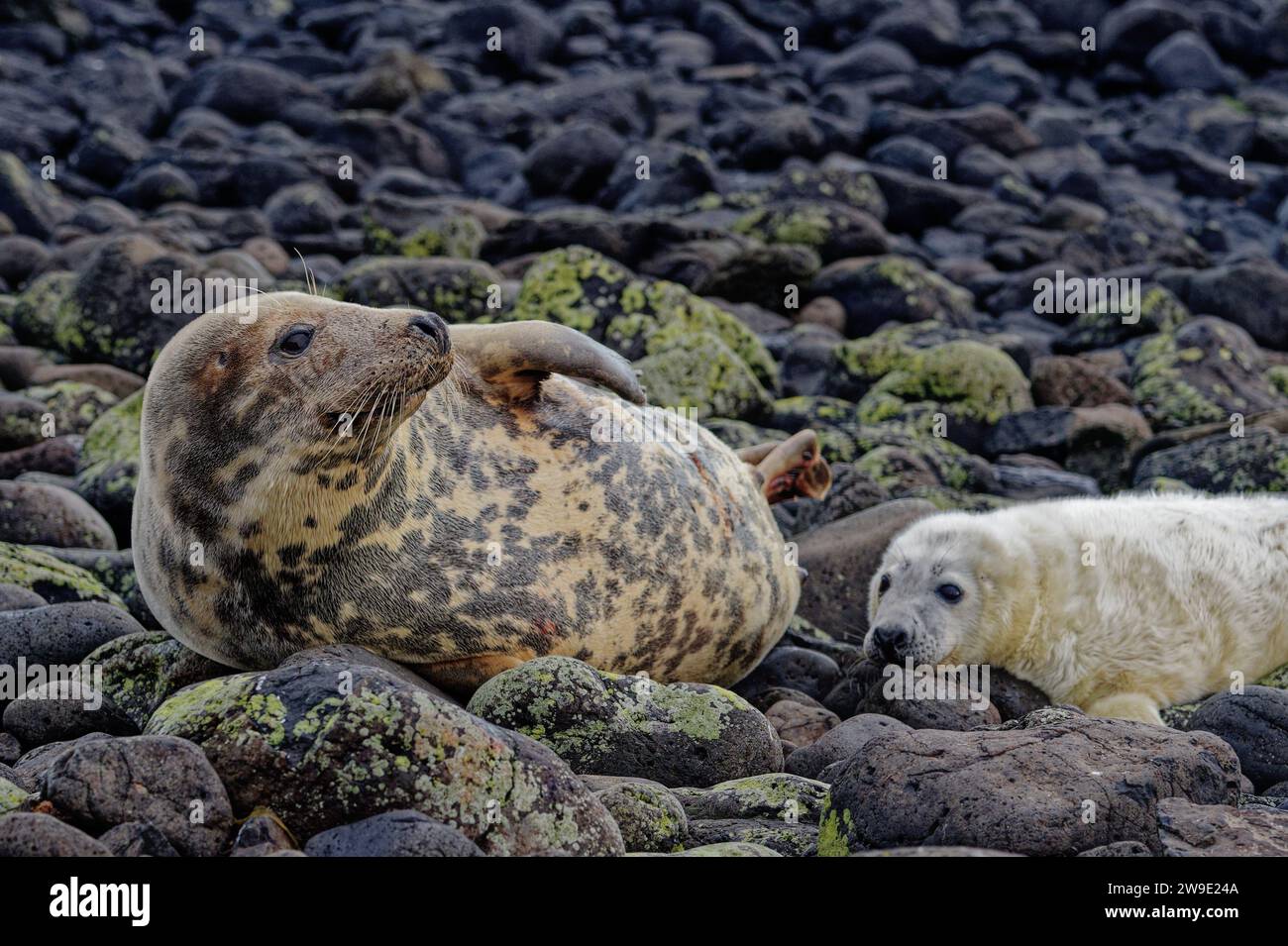 Phoque gris (Halichoerus grypus) femelle avec chiot sur la plage de galets. Banque D'Images
