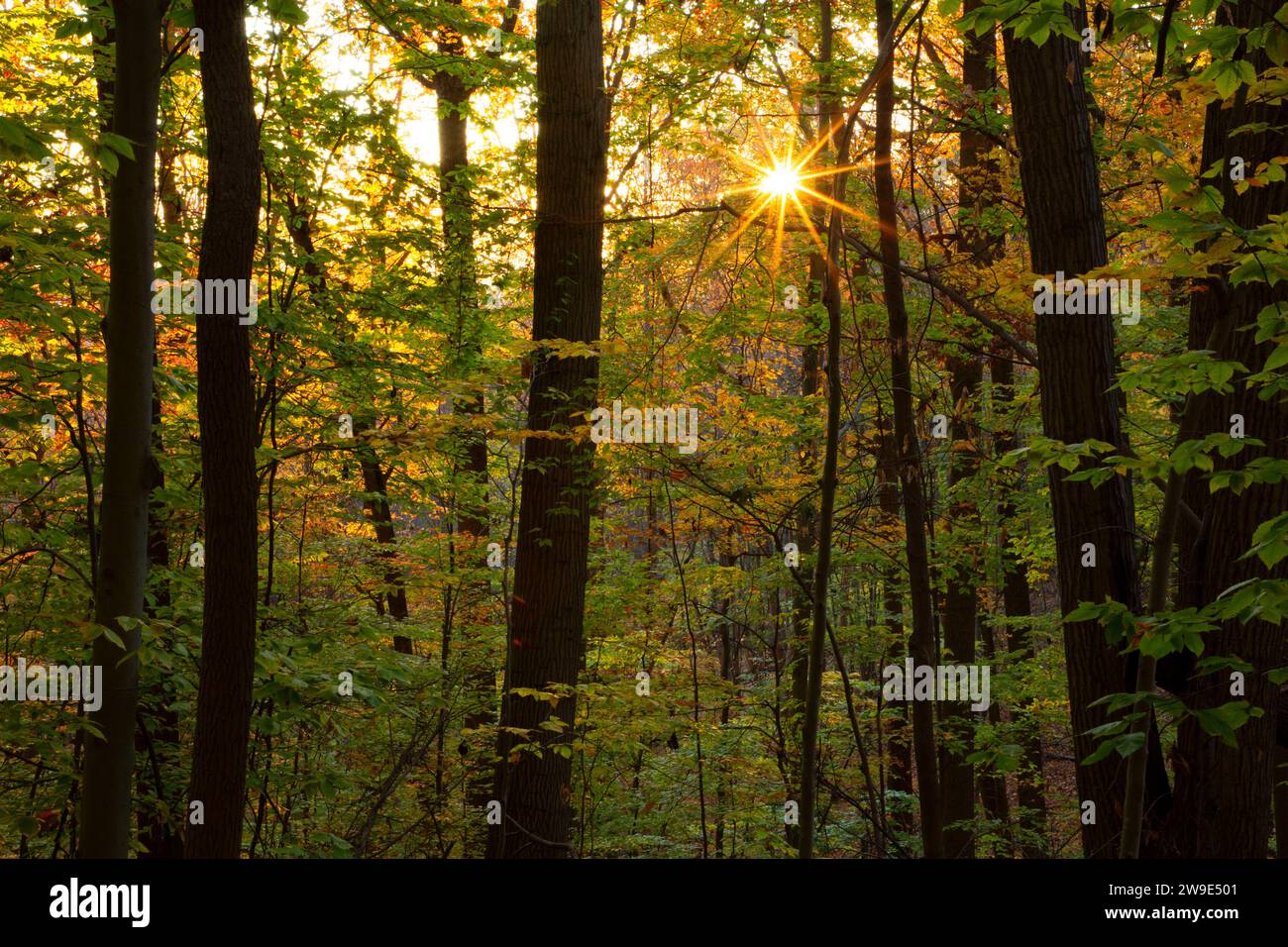 Bois d'automne avec éclat de soleil, Hatchery Brook conservation Area, Berlin, Connecticut Banque D'Images