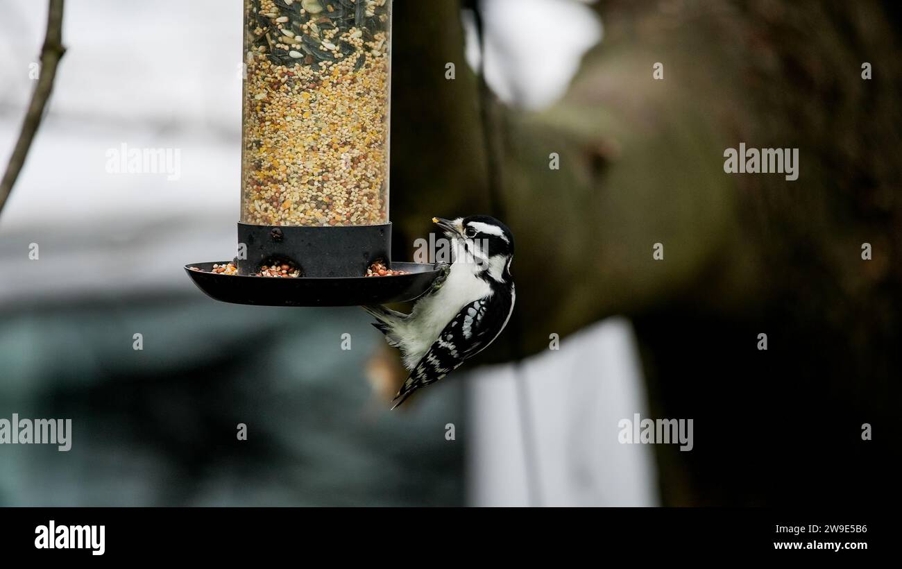 Pic-bois taché sur la mangeoire à oiseaux avec de la nourriture Banque D'Images