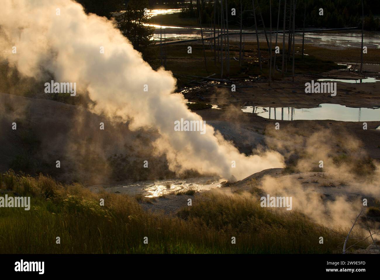 Grognard noir évents de vapeur à Norris Geyser Basin, Parc National de Yellowstone, Wyoming Banque D'Images