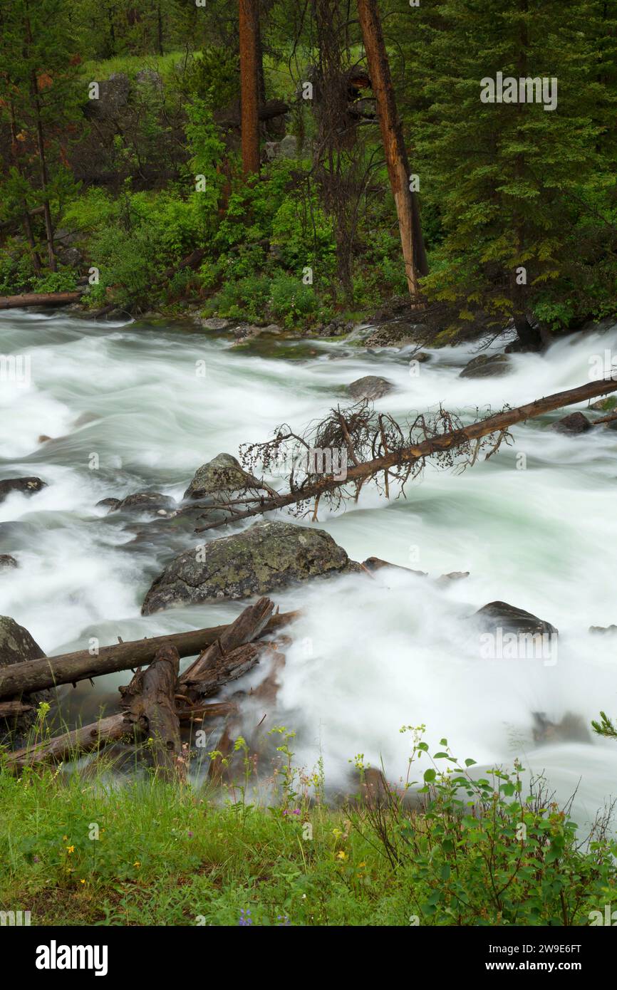 Crazy Creek, forêt nationale de Shoshone, Autoroute Beartooth Scenic Byway, Wyoming Banque D'Images