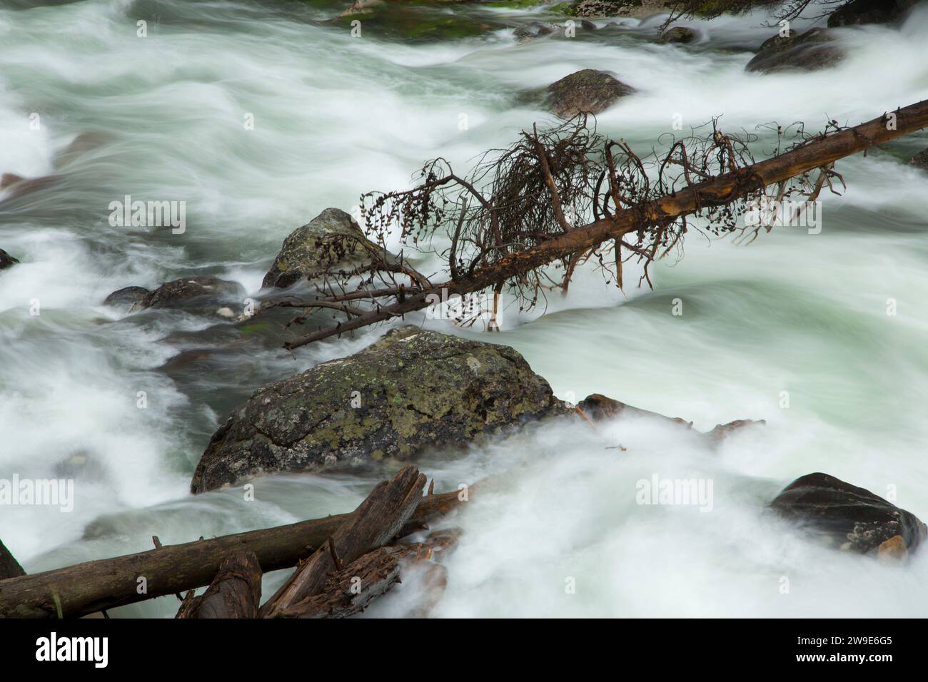 Crazy Creek, forêt nationale de Shoshone, Autoroute Beartooth Scenic Byway, Wyoming Banque D'Images