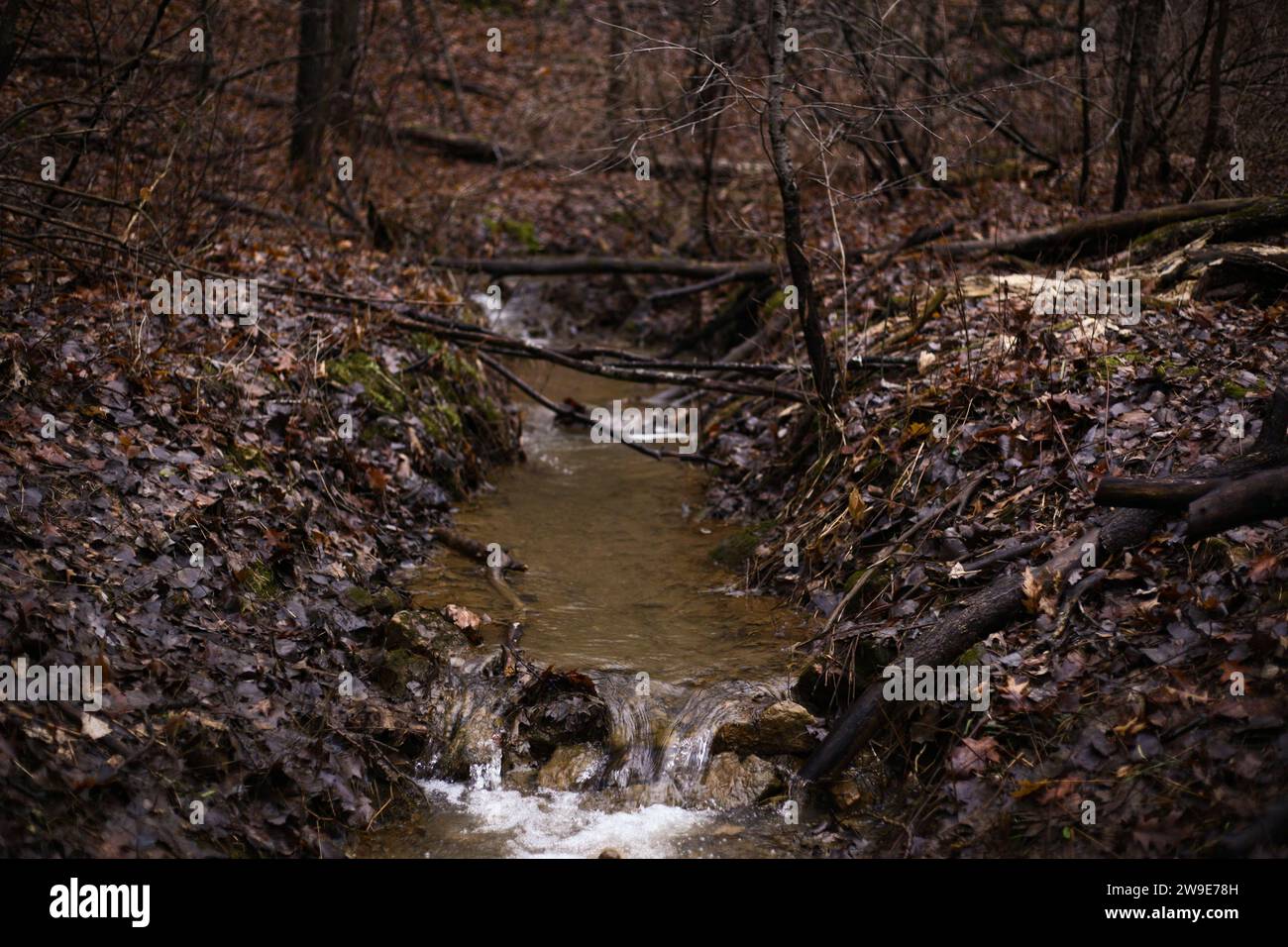 Un ruisseau d'eau sale tombant le long d'une ancienne route forestière, soulignée par des feuilles d'automne Banque D'Images