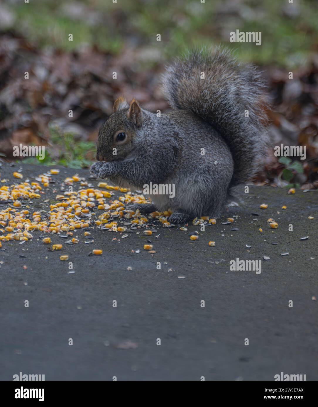 Plan vertical rapproché d'un écureuil brun grignotant des grains de maïs dans son habitat naturel Banque D'Images