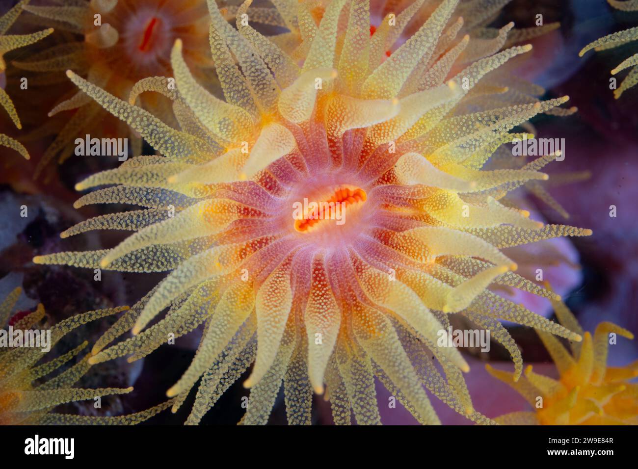 Un polype corallien en coupe orange, Tubastrea coccinea, utilise ses longs tentacules pour attraper des proies planctoniques sur un récif corallien à Raja Ampat, en Indonésie. Banque D'Images