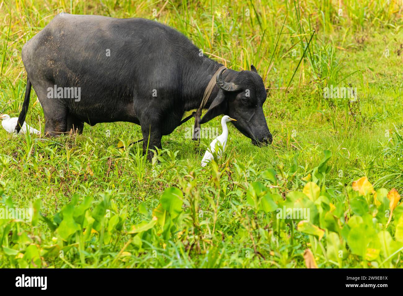 De grandes vaches noires sri lankaises broutent dans un pré entouré de hérons blancs Banque D'Images