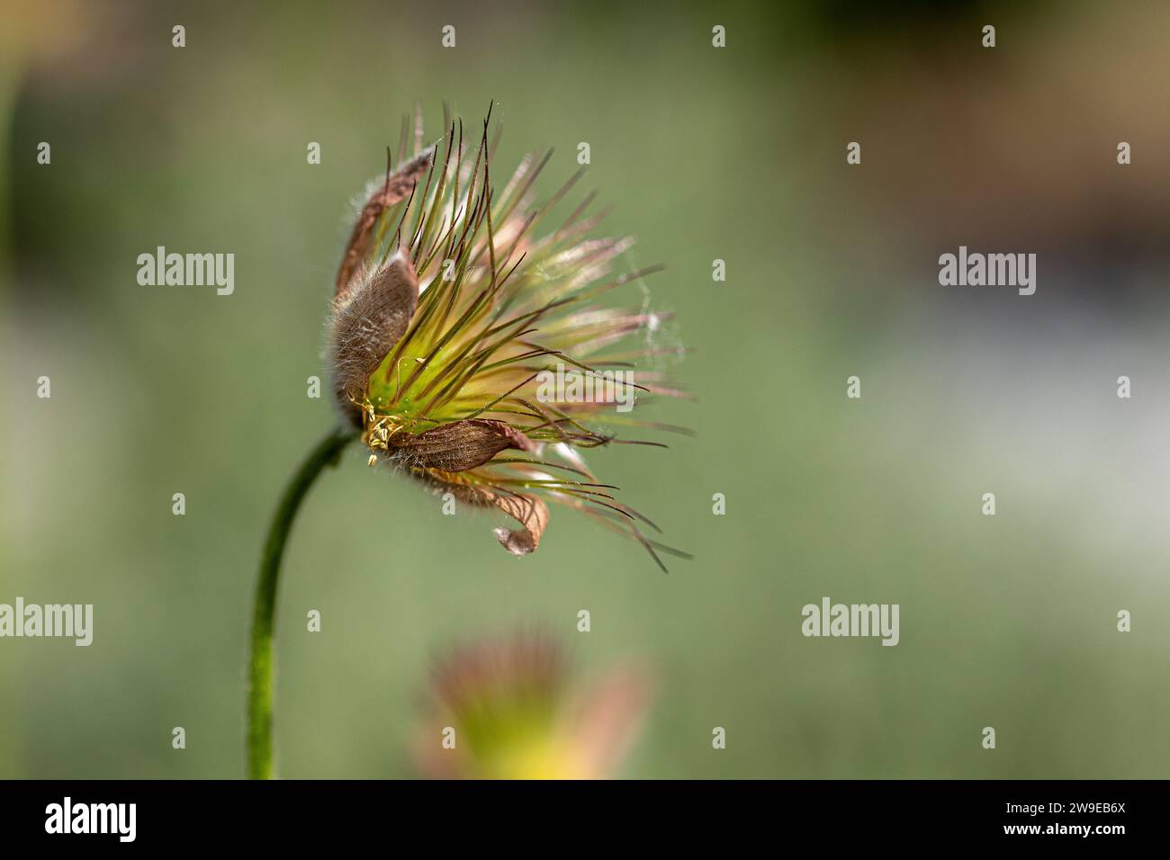 gros plan d'une fleur de pasqueflower flétrie (pulsatilla vulgaris) au soleil avec fond flou Banque D'Images