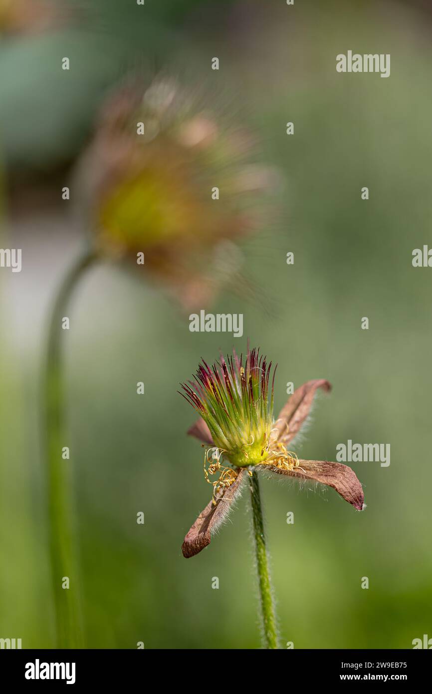 gros plan d'une fleur de pasqueflower flétrie (pulsatilla vulgaris) au soleil avec fond flou Banque D'Images