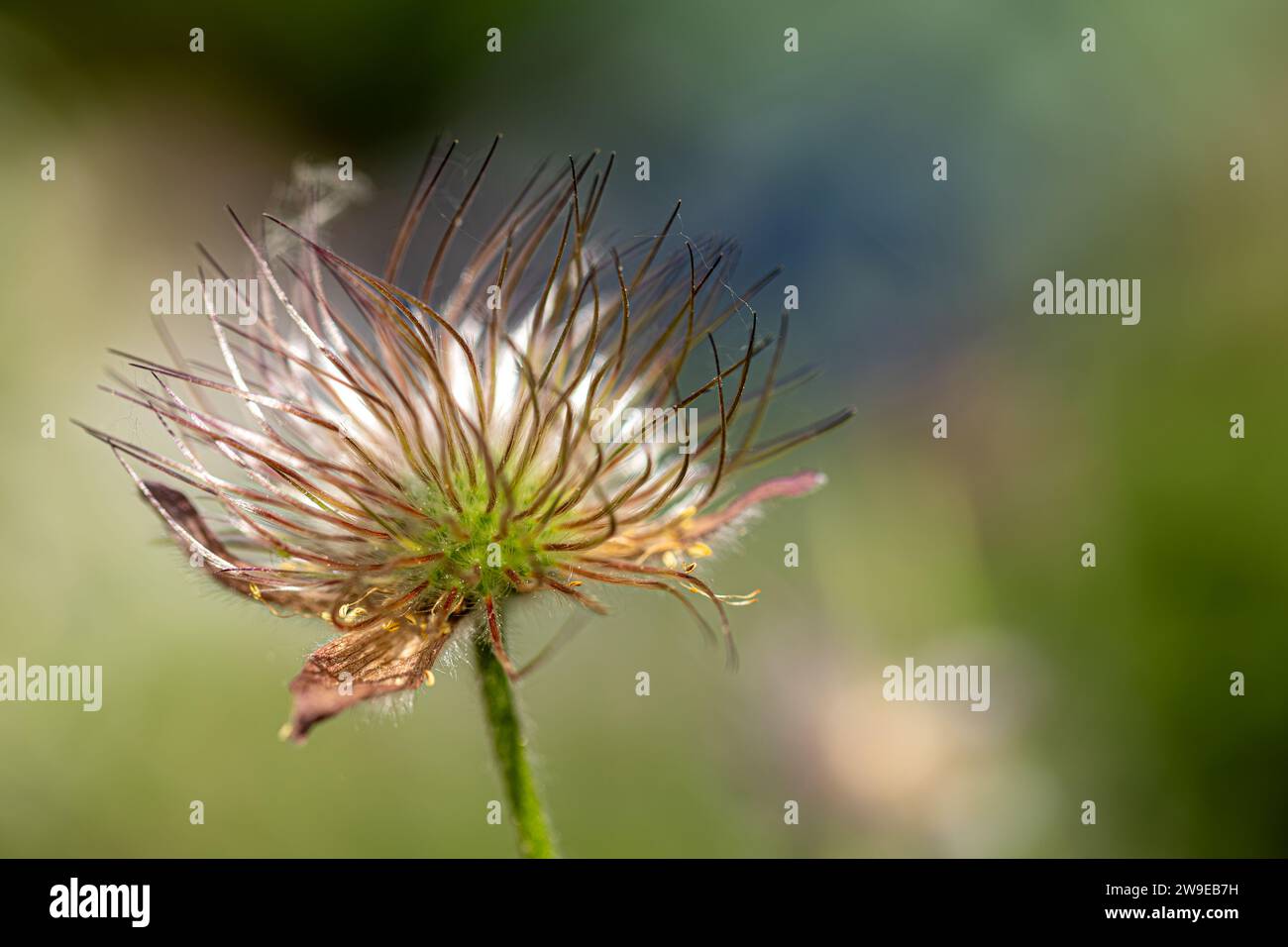 gros plan d'une fleur de pasqueflower flétrie (pulsatilla vulgaris) au soleil avec fond flou Banque D'Images