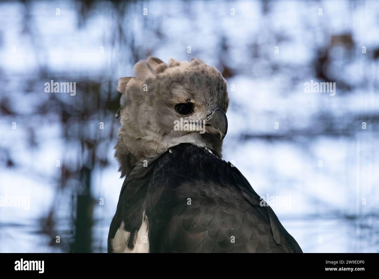 Aigle harpie (aigle harpie d'Amérique, Harpia harpyja) espèce néotropicale d'aigle en foyer sélectif. aussi connu sous le nom de royal-hawk regardant la caméra. Oiseaux Banque D'Images