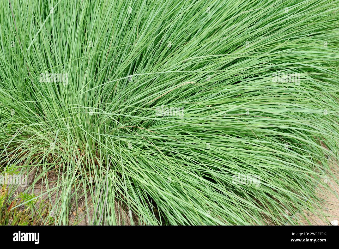 Le gros beuet (Andropogon gerardii) est une plante vivace originaire d'Amérique du Nord. Banque D'Images