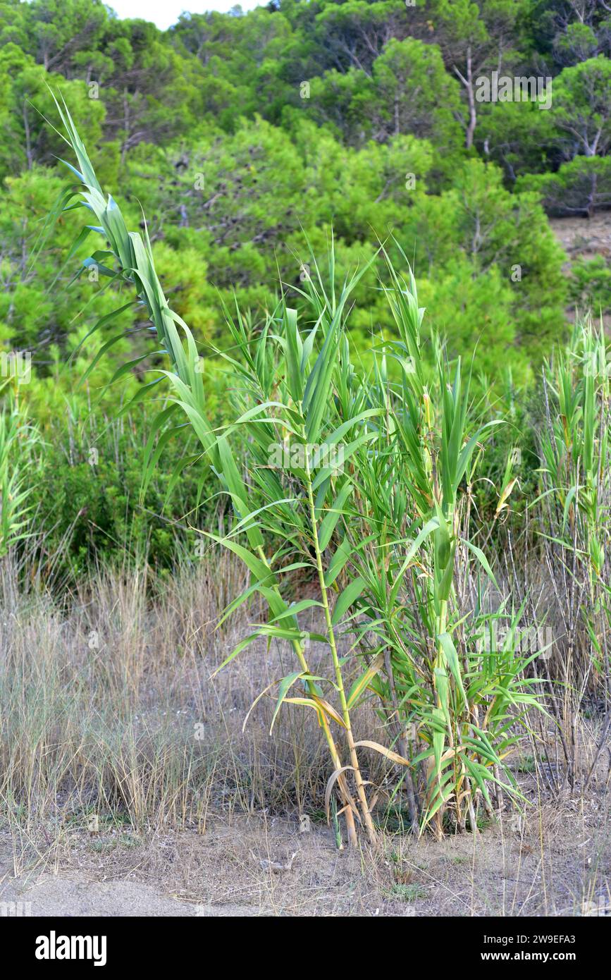 La canne géante, le roseau géant ou la canne sauvage (Arundo donax) est une herbe vivace originaire du bassin méditerranéen. Derrière le pin d'Alep (Pinus halepensis). Ce pho Banque D'Images